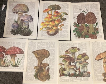 Mushroom Themed Dictionary Prints