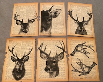 May include: Six vintage dictionary pages with black and white illustrations of deer heads and antlers. The pages are slightly yellowed and have a distressed look.