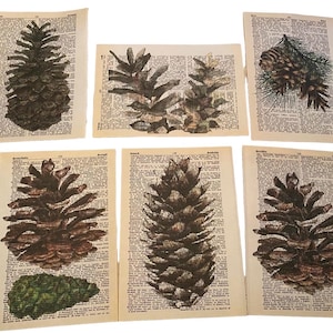 Puede incluir: Seis páginas de libro vintage con ilustraciones de piñas. Las piñas están impresas en tonos marrones y verdes en las páginas. Las páginas están todas ligeramente amarillentas y tienen un aspecto vintage.