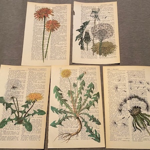 Dandelion flower themed dictionary prints