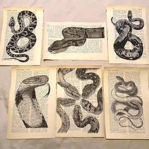 Snake themed dictionary prints