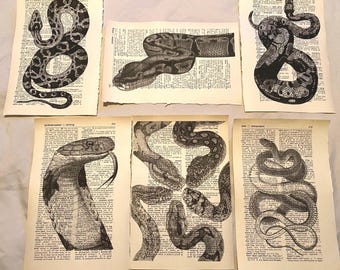 May include: Six vintage book pages with black and white illustrations of snakes. The pages are printed with text and have a worn, aged look.