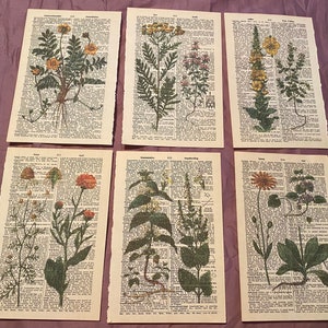Botanical Floral themed dictionary