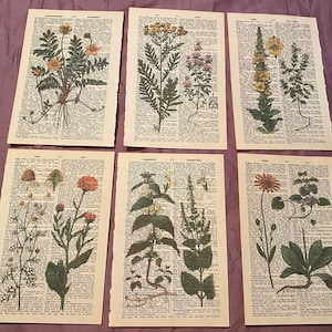 Dizionario botanico a tema floreale