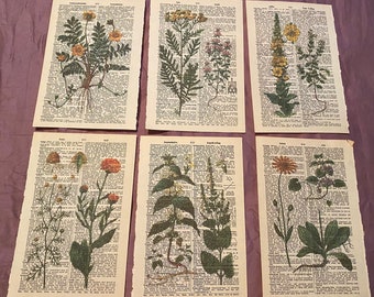 植物・花をテーマにした辞書