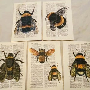 Könnte beinhalten: Fünf Vintage-Wörterbuchseiten mit Illustrationen von Hummeln. Jede Seite zeigt eine andere Hummel mit schwarzen und gelben Streifen, braunen Flügeln und einem flauschigen Körper. Die Seiten sind auf gealtertem Papier mit einer gelblichen Tönung gedruckt.