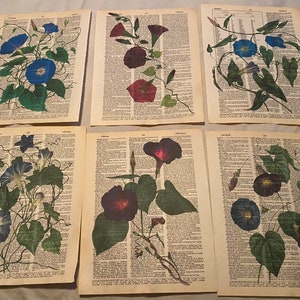 Puede incluir: Seis estampas botánicas vintage con diferentes colores de campanillas de la mañana sobre un fondo blanco. Las estampas están en páginas de diccionarios antiguos.
