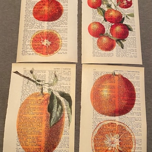 Fruit (Orange) themed dictionary prints