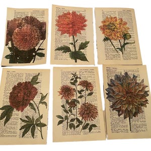 Flower (Dahlia) themed dictionary prints