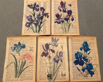 Iris Flower themed dictionary prints