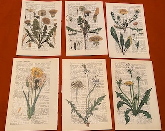 Botanical Dandelion Floral themed dictionary prints