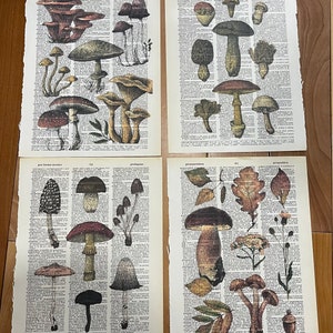 Könnte beinhalten: Vier Vintage-Wörterbuchseiten mit Illustrationen von Pilzen und Blättern. Die Seiten sind auf gealtertem Papier mit cremefarbenem Hintergrund gedruckt. Die Illustrationen sind in Braun-, Rot- und Grüntönen gehalten.