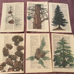 Pine Cone & Tree themed dictionary prints