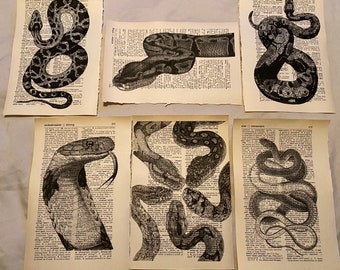 Snake themed dictionary prints