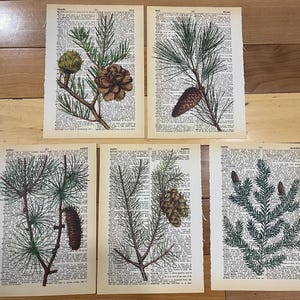 Puede incluir: Cinco páginas de libro vintage con ilustraciones de ramas de pino y piñas. Las páginas están impresas con texto y tienen un aspecto desgastado y envejecido.