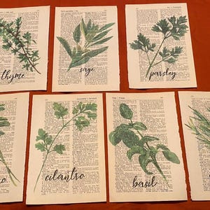 May include: Set of 8 printable art prints featuring different herbs with their names written below each image. The herbs include oregano, coriander, basil, rosemary, thyme, sage, parsley, and oregano.