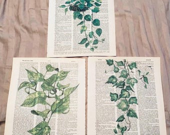 May include: Three vintage dictionary pages with green watercolor illustrations of ivy plants. The pages are printed with black text and have a slightly yellowed appearance.