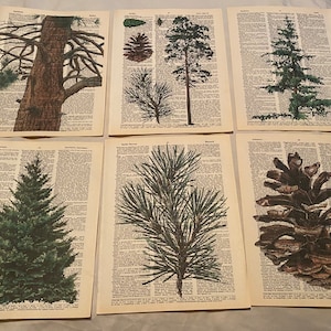 Pine Cone and Tree Themed Dictionary Prints