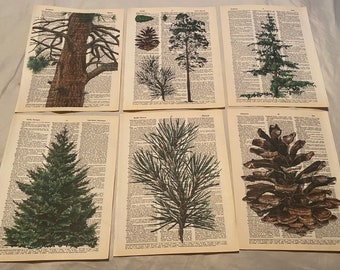 Pine Cone and Tree Themed Wörterbuch Drucke