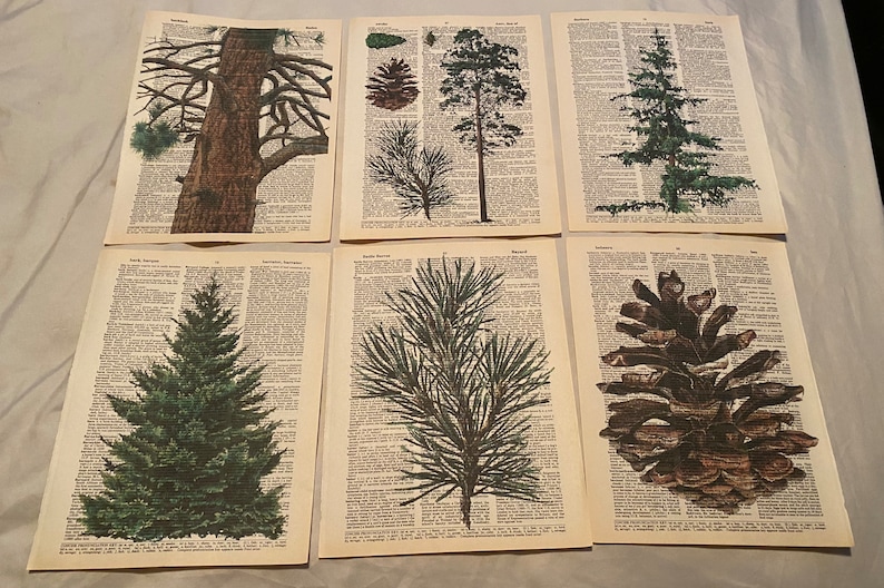 Pine Cone and Tree Themed Dictionary Prints image 1