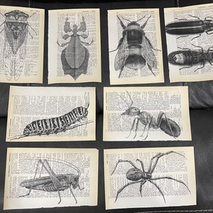 Könnte beinhalten: Satz von acht Vintage-Buchseiten mit Schwarzweißillustrationen von Insekten. Die Insekten umfassen eine Zikade, eine Raupe, eine Biene, eine Ameise, eine Spinne und drei Käfer.
