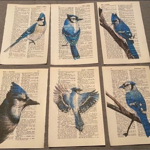 Woordenboekafdrukken met Blue Jay-vogelthema