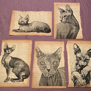 May include: Five black and white illustrations of hairless cats printed on old book pages. The cats are in various poses, including sitting, lying down, and looking directly at the viewer.