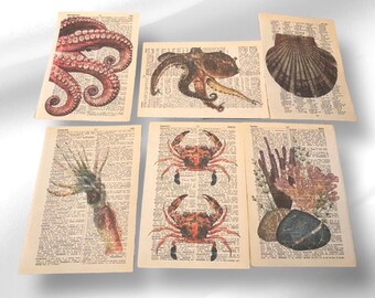 May include: Six vintage book pages with illustrations of sea creatures. The pages feature an octopus, a scallop shell, a crab, a sea sponge, and two different views of an octopus tentacle.