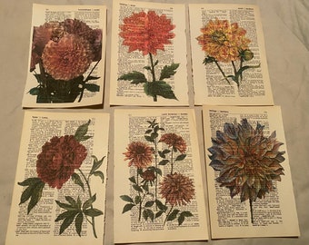 Flower (Dahlia) themed dictionary prints