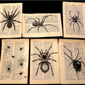 Könnte beinhalten: Sechs Schwarzweißillustrationen von Spinnen auf Seiten aus einem alten Buch. Die Spinnen sind detailliert gezeichnet und in verschiedenen Posen dargestellt. Die Seiten sind vergilbt und haben einen Vintage-Look.