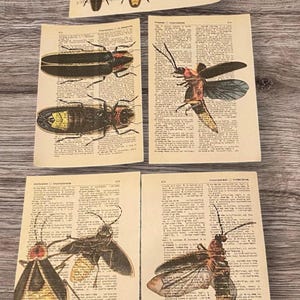 Könnte beinhalten: Vier alte Wörterbuchseiten mit Illustrationen von Glühwürmchen. Die Seiten sind vergilbt und haben einen abgenutzten Look. Die Glühwürmchen sind in verschiedenen Posen dargestellt, darunter fliegend, kriechend und ruhend. Der Text auf den Seiten ist in Englisch und größtenteils unleserlich.