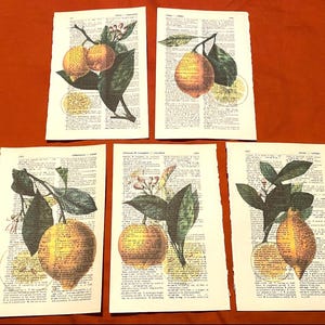 Zitrone stil :Wörterbuch Drucke