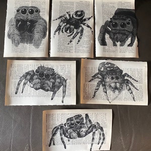 Jumping Spider themed dictionary prints