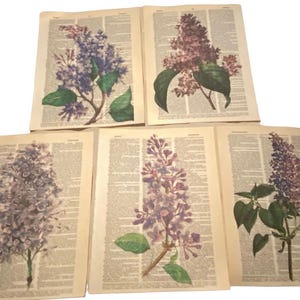 Flower (Lilac) themed dictionary prints