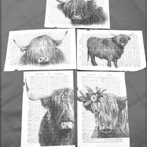 Láminas de diccionario con temática de vacas de las Tierras Altas