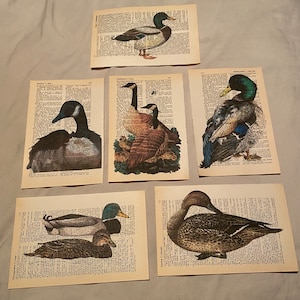 Duck/Mallard themed dictionary prints
