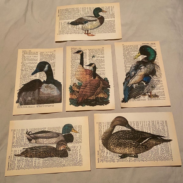 Impressions de dictionnaires sur le thème du canard/colvert