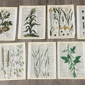 Puede incluir: Conjunto de 10 estampas botánicas con diversas plantas y flores, incluyendo un girasol, maíz, trigo y otras flores silvestres. Cada estampa está sobre un fondo de página de libro vintage.