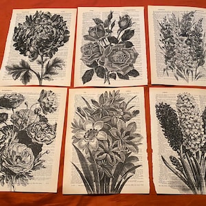 Słowniki o tematyce kwiatowej