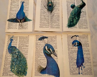 Peacock Themed dictionary prints