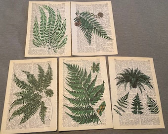 Fern Plant themed dictionary prints