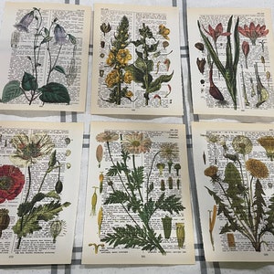 Botanische Blumen bezogene Wörterbuchdrucke