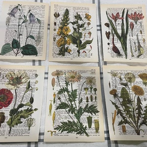 Botanical Floral themed dictionary prints