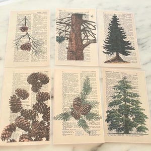 Pine Cone & Tree themed dictionary prints