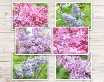 Lilac Photo Note Cards, Colorful Blank Cards (Set of 6)