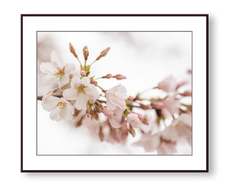White Cherry Blossom Photo Print Fine Art Wall Art Home Etsy