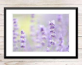 Lavendel Feld Foto, druckbare lila Wandkunst (digitaler Download)