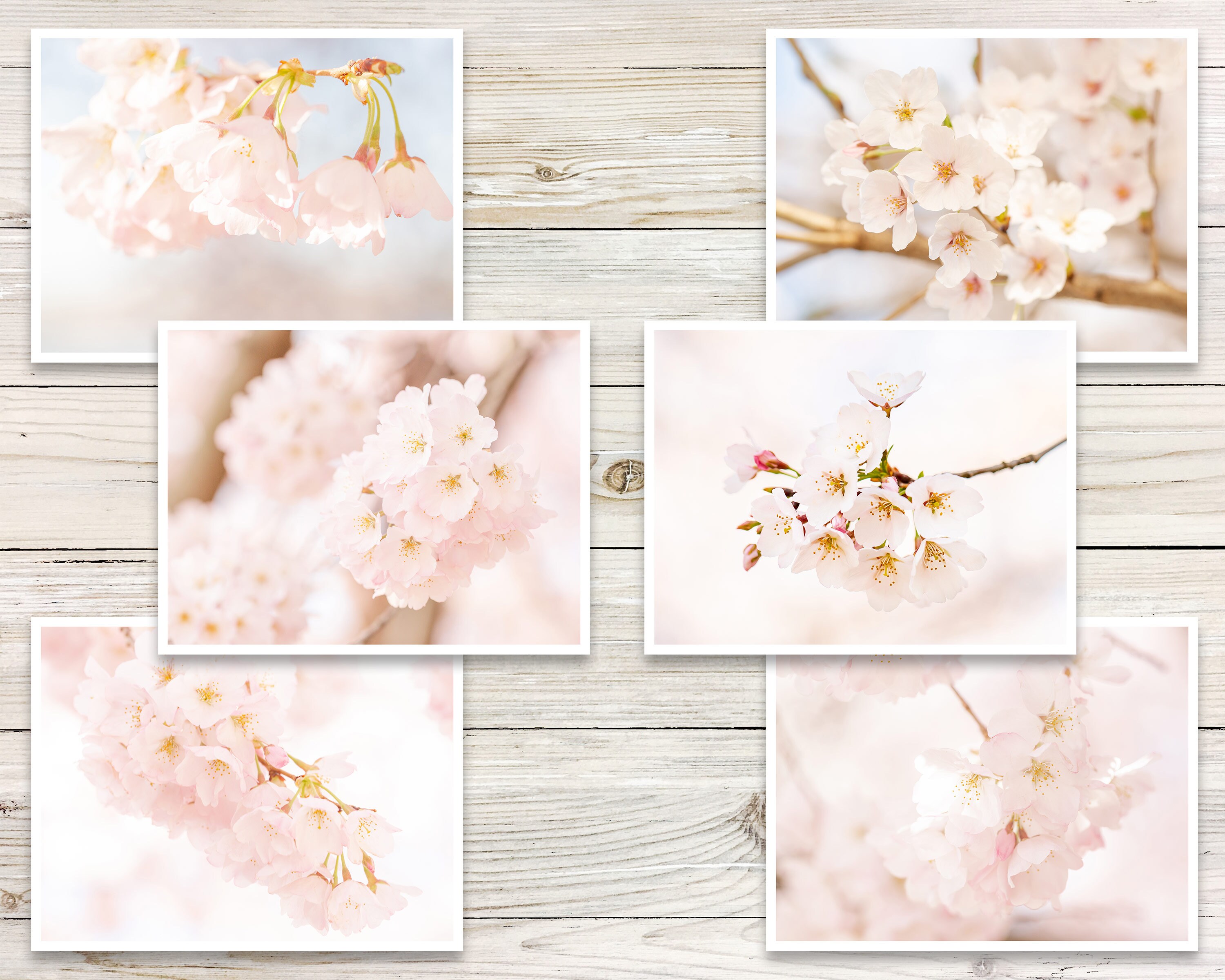 Cherry Blossom Note Cards set of 6 Photo Note Card Set Etsy