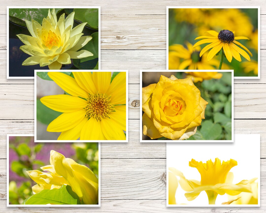 Flower Photo Note Cards set of 6 Yellow Flower Note Cards Etsy