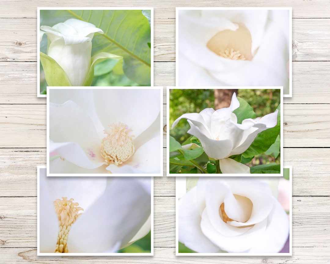 Magnolia Photo Note Card Set, Botanical Greeting Cards - Etsy